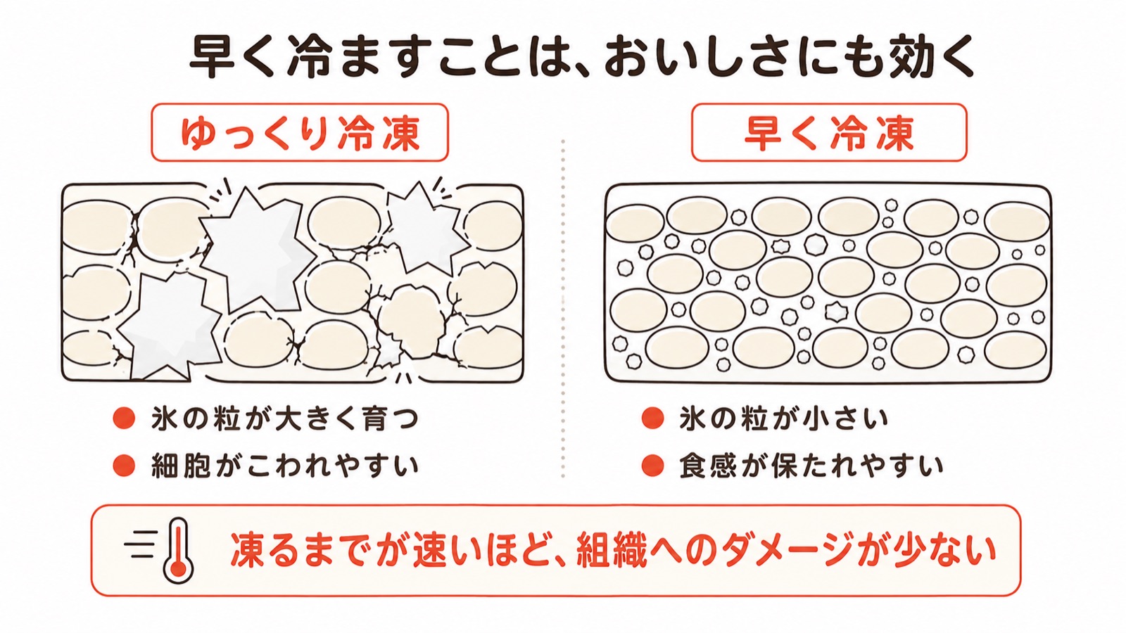 ゆっくり冷凍すると氷の粒が大きく育って細胞がこわれやすく、早く冷凍すると氷の粒が小さく食感が保たれやすいという比較図。凍るまでが速いほど組織へのダメージが少ない